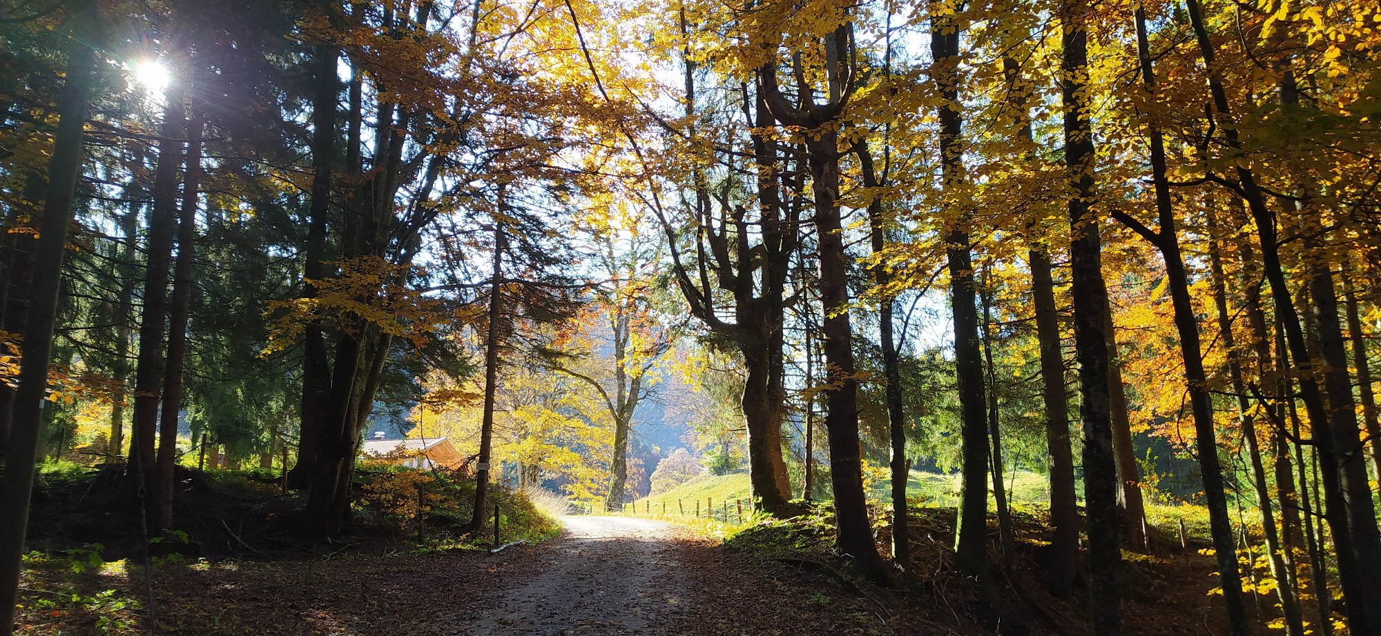 wald